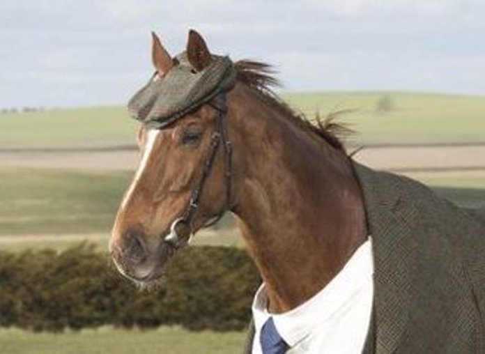 ODDSbible's tweet photo. When you get all dressed up for a job interview but then remember you're a horse. https://t.co/63y8YpYiT1