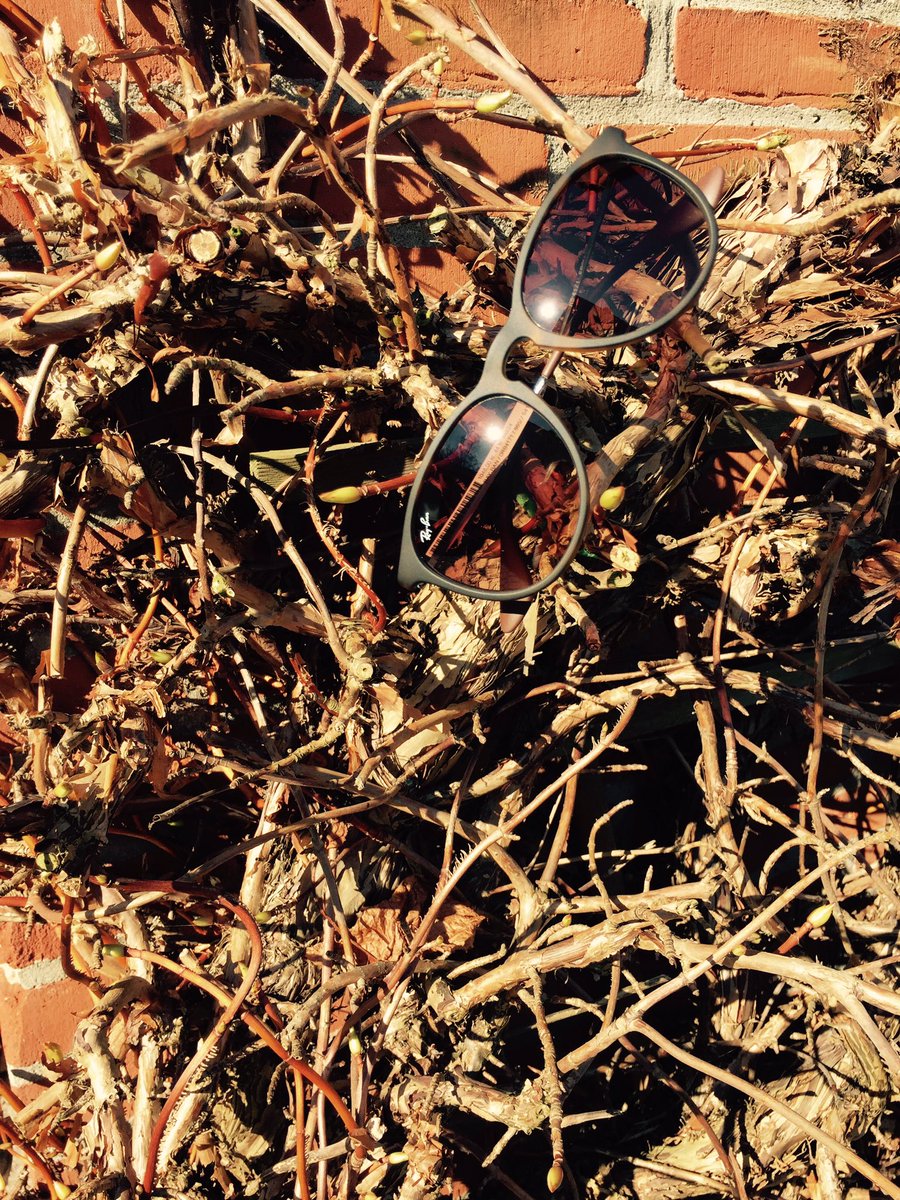 Miabuur's tweet photo. Jeg er forelsket ! #rayban #profiloptik https://t.co/ziJhJE6Spz