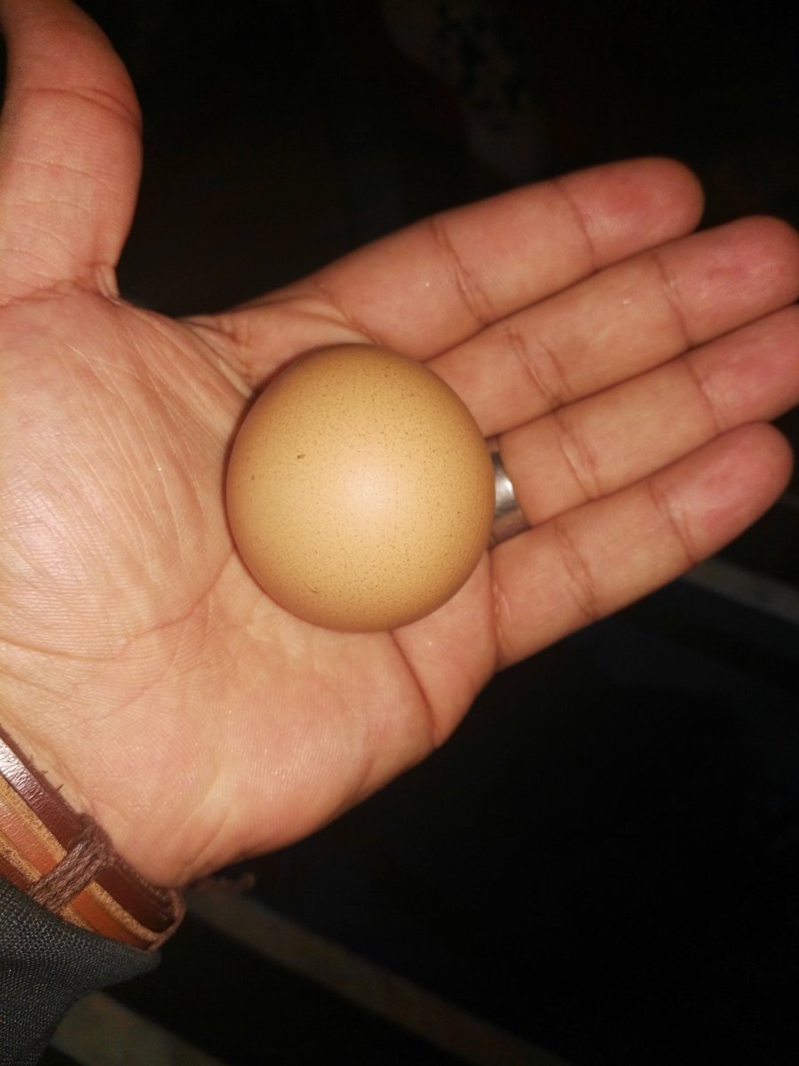manoh878's tweet photo. ريحا بينا علي فين يا مصر 😂دي الاونطة يا محما يا علي 😂😂 البيضة بقت كراوية😂😂😂 https://t.co/Gt7xjWImUZ