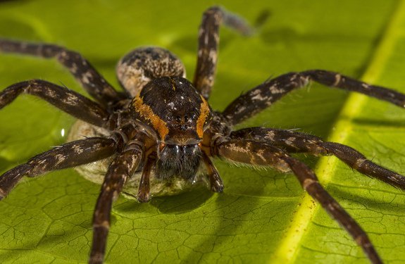 qikipedia's tweet photo. A newly discovered Australian water spider that hunts toads, frogs &amp; fish has been named Brian… (Pic: Gary Cranitch) https://t.co/EE92yUpjit