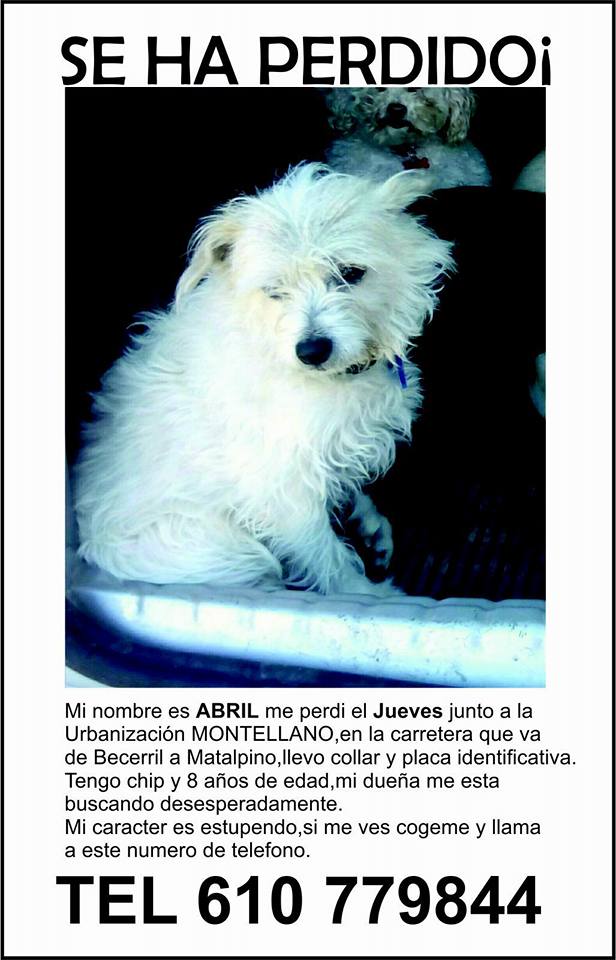 PerrosadopcionF's tweet photo. IMPORTANTE! Se ha perdido una perrita por la zona de Becerril y Matalpino. https://t.co/Ij5h7jPzF0