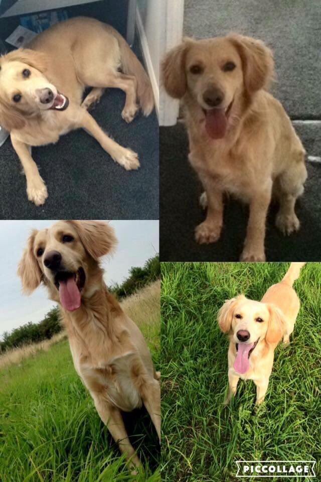 LisaLisaw1's tweet photo. Please RT #FindTod #Styrrup #Oldcoates #Nottinghamshire contact 07585323481 @pettheftaware @VetsGetScanning https://t.co/N0tGo0a06j