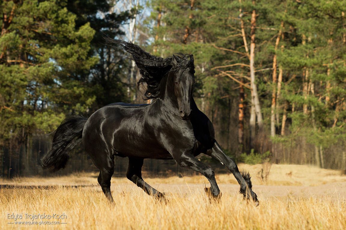WorldofEquines's tweet photo. #Horses Friesian Horse. ❤🐴 https://t.co/5o7VgxJyoS