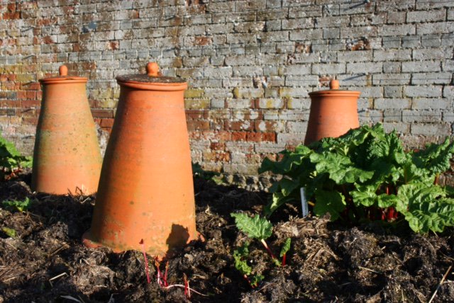 The_RHS's tweet image. Force yourself to love rhubarb with advice from the RHS
rhs.org.uk/advice/profile…