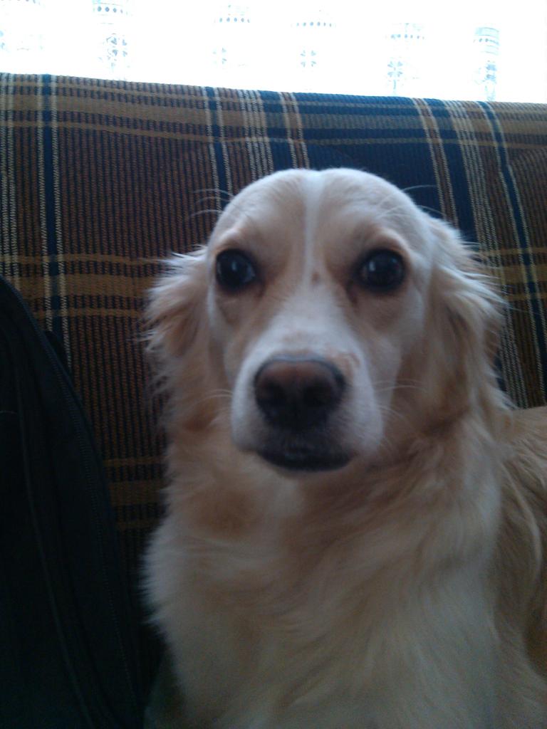 edis_emo tweet picture
