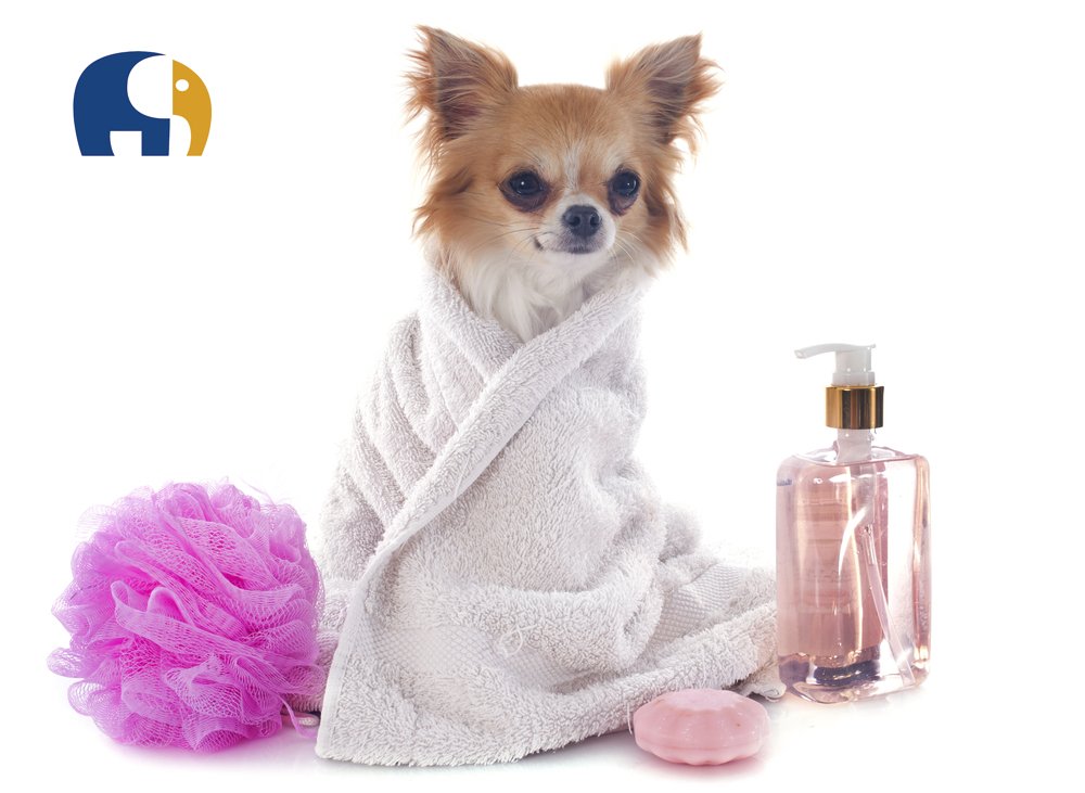 bigmascotas's tweet photo. ¿Cómo bañar, peinar a tu #mascota?consejos para la perfecta higiene de tu #perro.https://t.co/6p3df1dg0B https://t.co/W9MADYxcSN