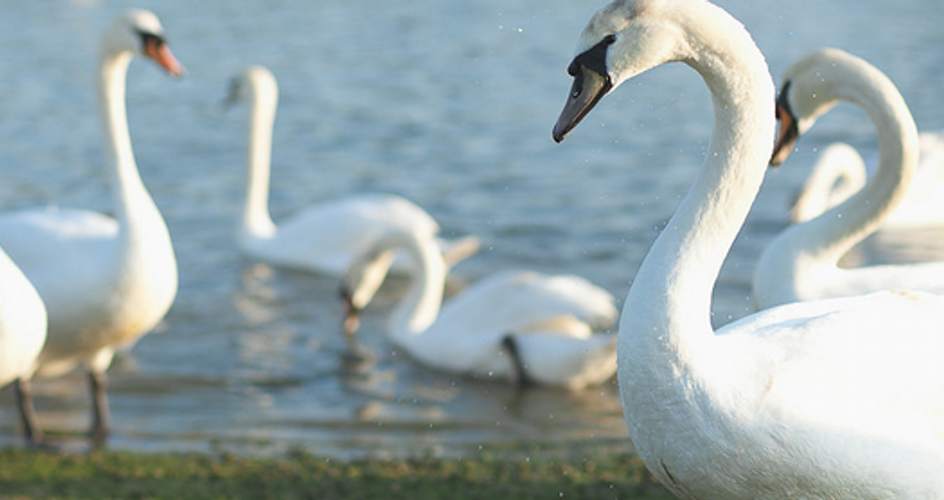 DailyESSEX's tweet photo. Nearby #Essex account worth a follow: @HullbridgeNews #Hullbridge https://t.co/SXingMO5tE