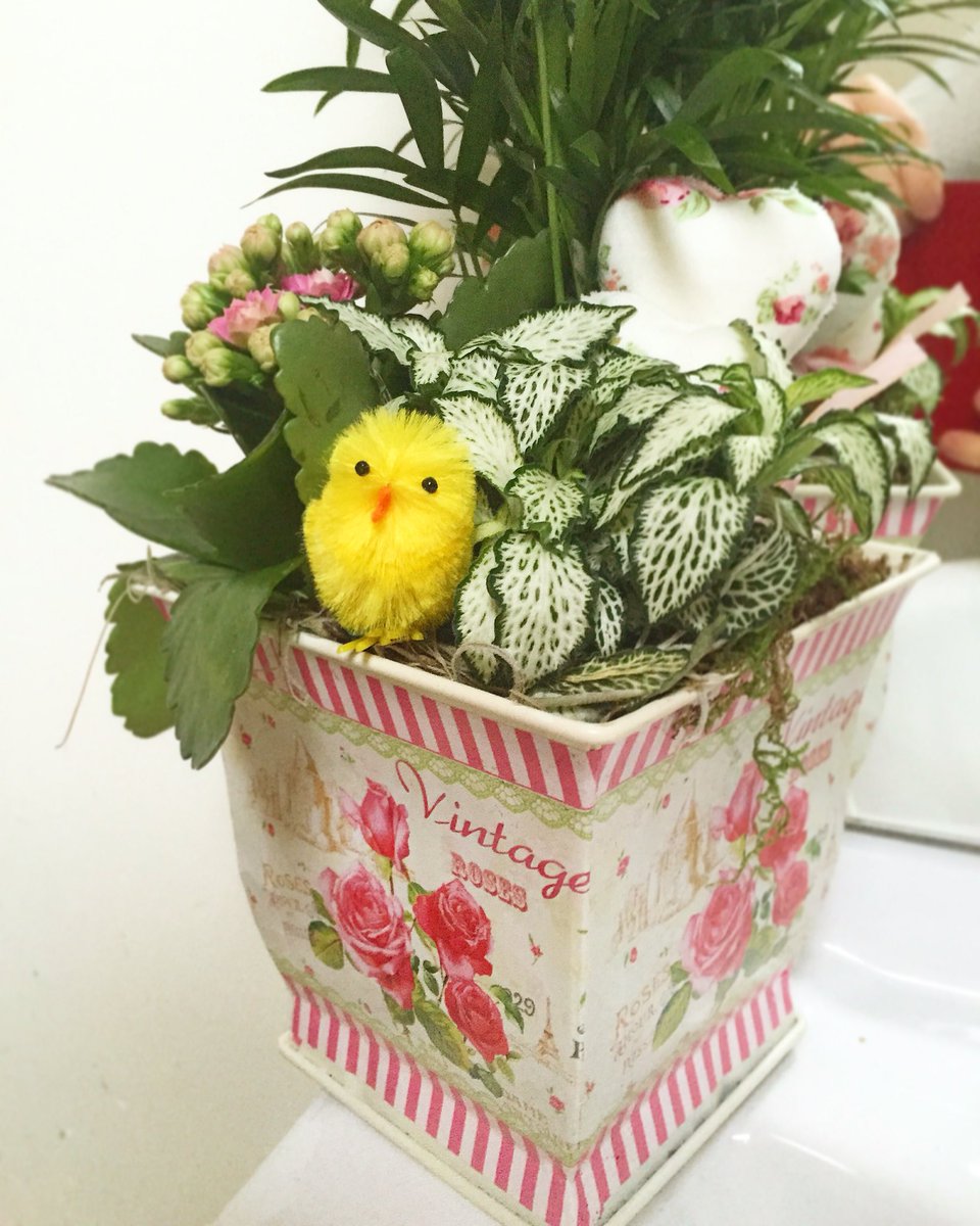 singermayalisa's tweet photo. Easter already has started #Easter #chicken #plants #flowers #vintage #happiness #beauty https://t.co/lCKYQ9pwOd