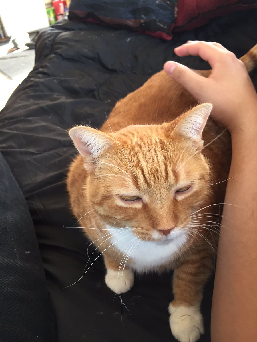 //My cat is a fatty...\\