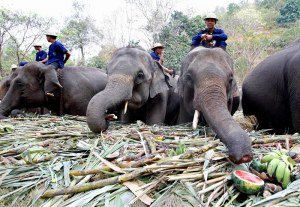 WCSNewsroom's tweet photo. Your WCS Global #Conservation Briefing for Tue. March 15: https://t.co/vA4h611paY #Poaching #Ivorycarving #elephants https://t.co/5JVNLY0aPU