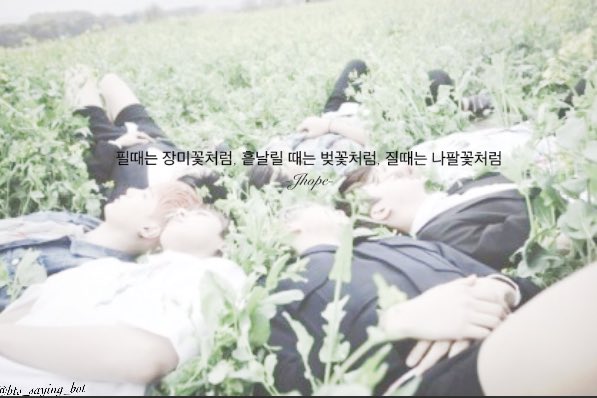 bts_saying_bot's tweet photo. 필때는 장미꽃처럼, 흩날릴 때는 벚꽃처럼, 질때는 나팔꽃처럼
-Jhope- https://t.co/2CRAY4YCWn