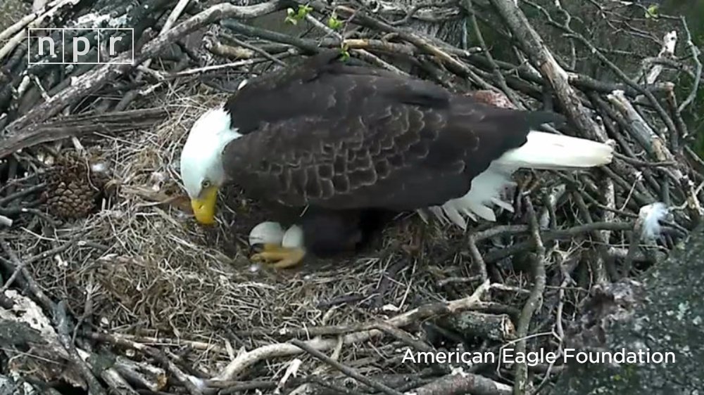 NPR's tweet photo. 2 webcams are trained on a bald eagle nest in DC, where an eaglet could emerge today.
https://t.co/YuJLTJoUC5 https://t.co/Vcoop4Ou3j