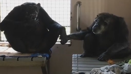 JaneGoodallInst's tweet photo. The incredible bond Terry & Jeannie share, two #chimpanzees at @SaveTheChimps. @dodo https://t.co/Vb5ZnX3YoT https://t.co/QQowIzhJOj