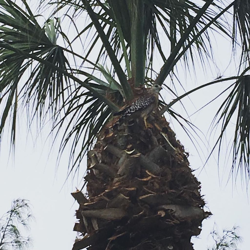 Eyes of a hawk.  #parklife #miamidadeparks #crandongolf