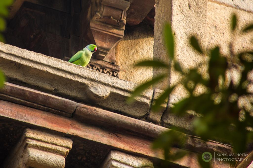 kunalmalhotra26's tweet photo. Another frame captured using the #Tamron 18-200mm VC, sharp even at 200mm. #oldfort #delhi https://t.co/ZGuDFJbBGr