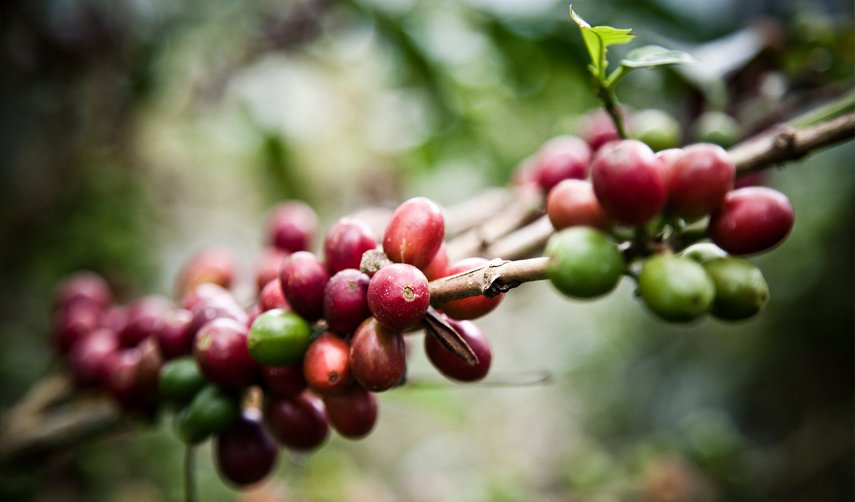 MDannoG's tweet photo. Un petit #café #ElMango avec une telle vue... voici ma destination de rêve.
#coffeelovers #PeruLover #CafeRoadtrip https://t.co/ZNtZ7GQBcZ