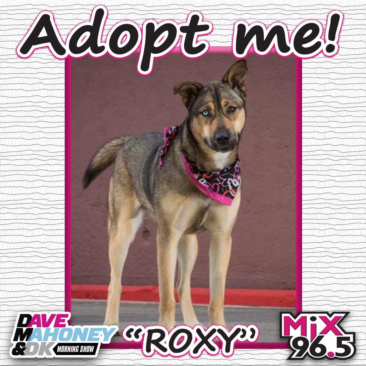 justkramer's tweet image. New rescue dog of the week from Second Chance Pets! Let's find ROXY a forever family. Plz RT cbsloc.al/1WnkwpU