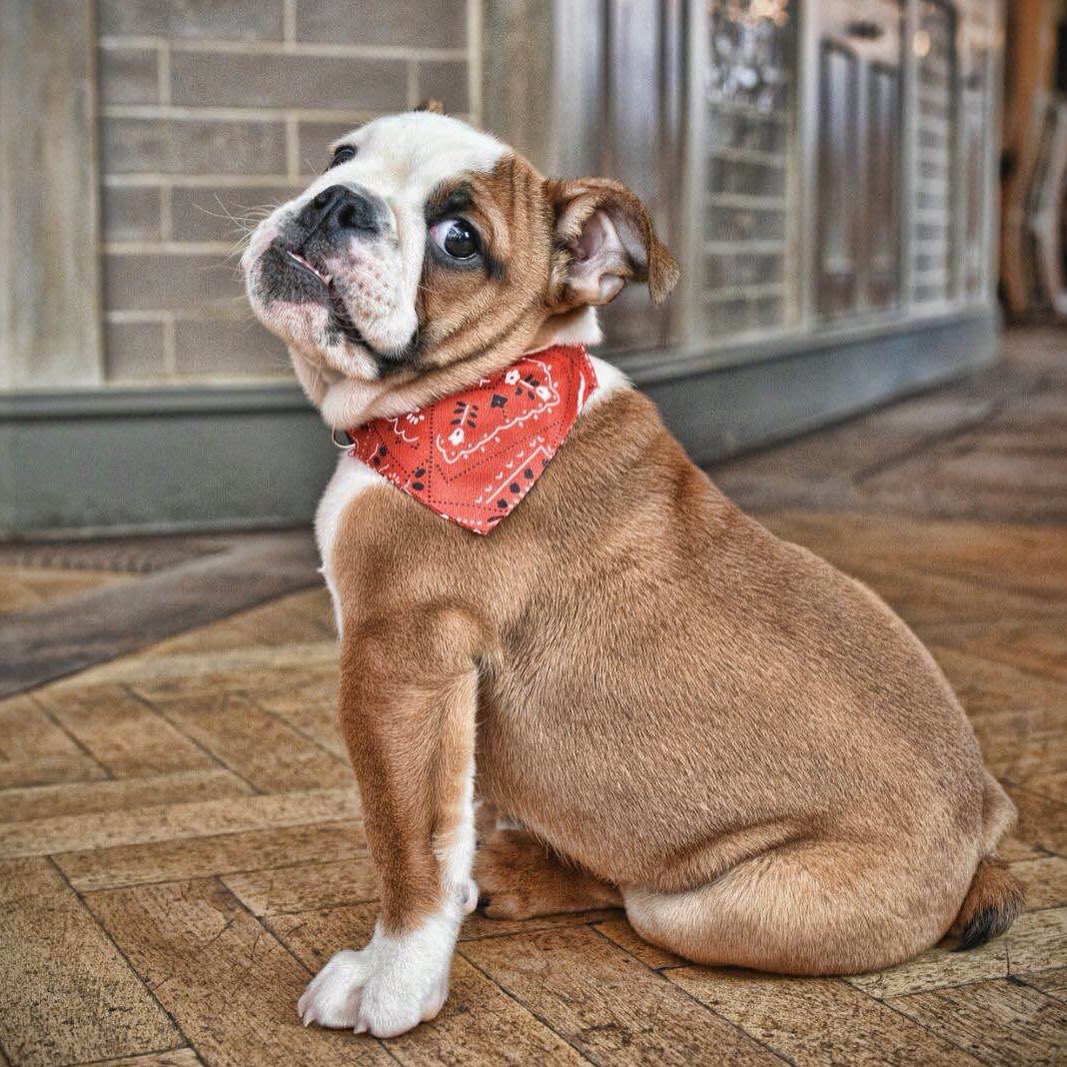 YummyHound's tweet photo. Alfred Benson-English bulldog is always seen with his tongue out &amp; his baby teeth shining through which is very cute https://t.co/Y2gXj1xVDG
