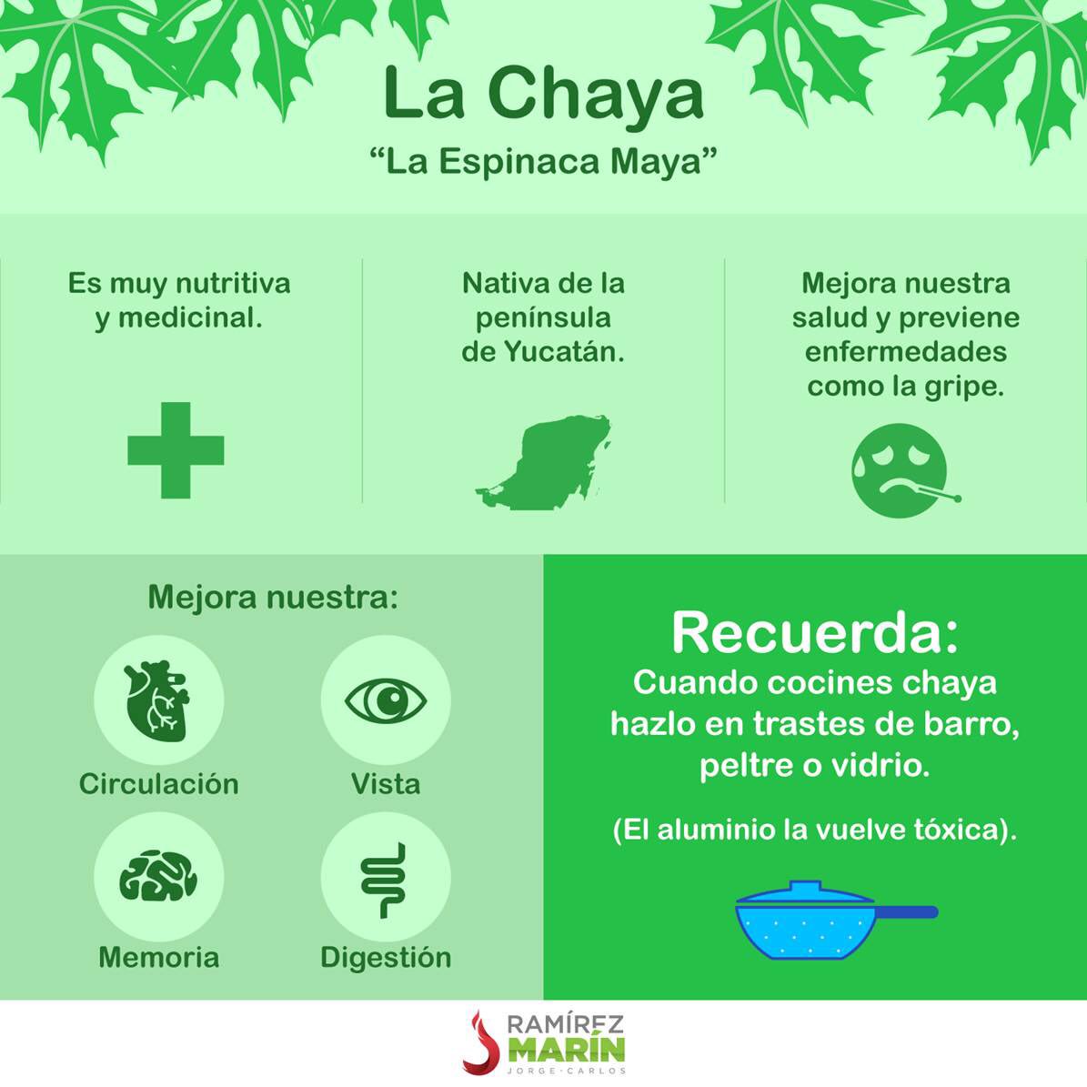 jc_ramirezmarin's tweet photo. ¡Buen día! La chaya es un elemento tradicional en nuestra cocina yucateca, los invito a conocerla. #OrgulloYucateco https://t.co/LOVP5Dwnvb