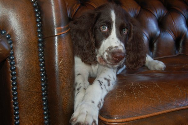 HostelROOM's tweet photo. Look at her! PUPPY Lexie! Already lazy back in the days..Enjoy your Sunday everybody! #lexie #hosteldog #hostelroom https://t.co/Dkc2AQCadL