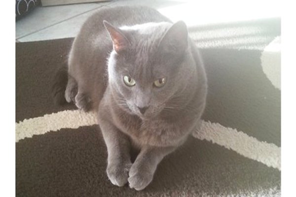 Petalerte's tweet photo. #petalerte : Perdu le 10 mars GRISETTE chat européen à Comines (59560)
Il y a urgence !!!!
https://t.co/C0SY5HuR8q https://t.co/RyH9KVdb3p