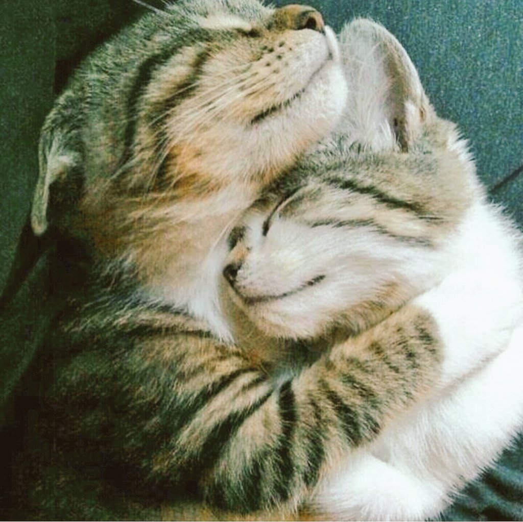 stelena_is_cute's tweet image. ❤️❤️ Stelena ❤️❤️https://t.co/RfBzpaMs7Z