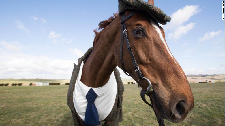 CNN's tweet photo. Racehorse dons three-piece tweed suit https://t.co/PnLWpcNIrf https://t.co/SJEnPiZjdg