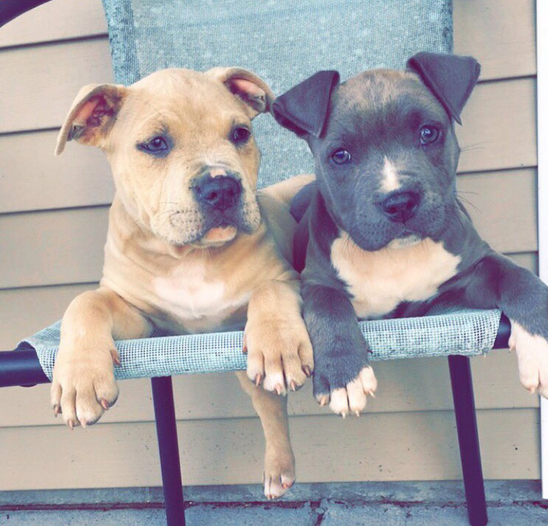 Pit Bulls 🐶 (@pitbuiis) on Twitter photo 