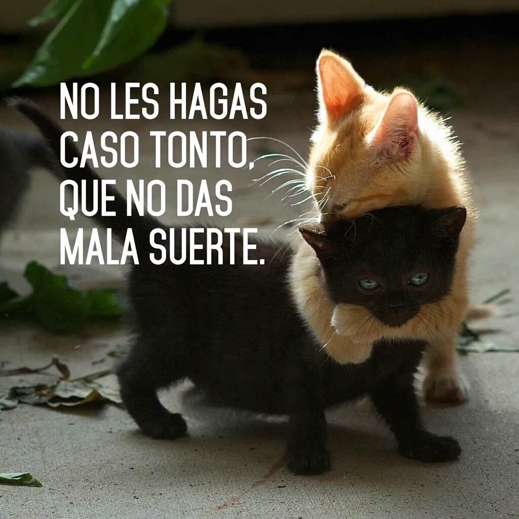 makusor's tweet photo. Menos mal que siempre hay alguien que te apoya. Gracias a los tweets lanzados en apoyo a #AltadisNoSeCierra https://t.co/lCfhiCuBa4