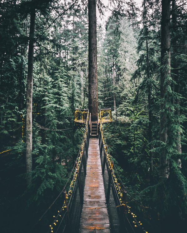 rybotics's tweet photo. In the tress in Capilano Suspension Bridge Park, Vancouver https://t.co/KhBdTqfkBE