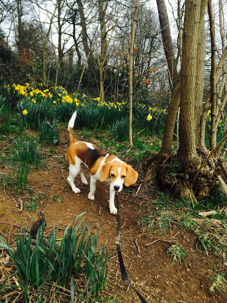 tilda_beagle's tweet photo. Checking out the daffs in the park! #beagle #dog #puppystyle #UKRunFree @don_01uk @musicaldawes https://t.co/RGxCGX9TML