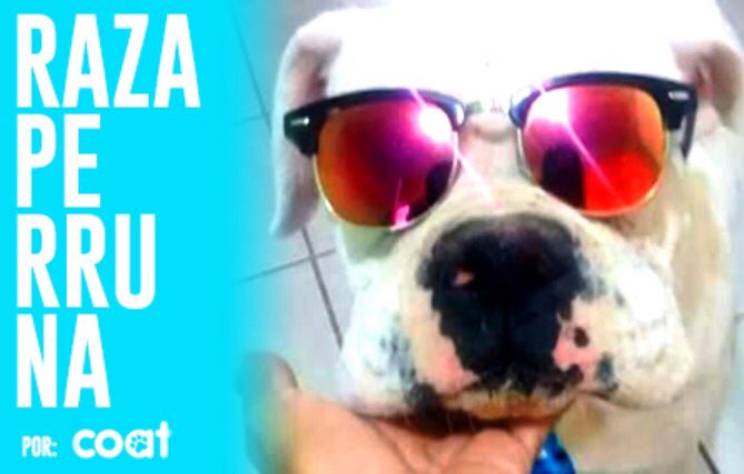 Comunidad Animalera Trabajando, COAT es parte de nuestra revista con la sección #RazaPerruna espérala! <a href="/LauraDelCid/">Laura Del Cid</a>