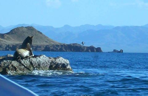 EmbaMexHungria's tweet image. En la Isla San Marcos, mamíferos marinos te darán la bienvenida a su espacio de descanso #BajaCaliforniaSur