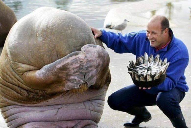 Esta é a morsa Nikolai sendo surpreendida com um bolo de peixe em seu aniversário.