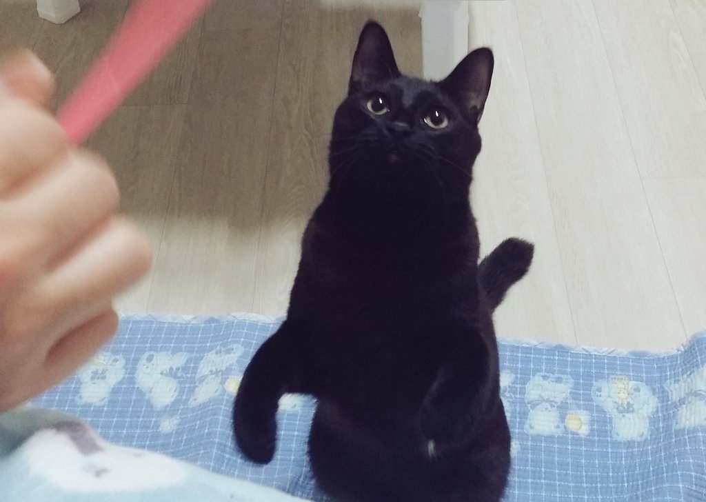 eMwithSHJW's tweet photo. 맹이. 요녀석, 지은 이름따라 간다고 맹이라고 하다가 맹해지면 어쩌냐 했다. 근데 아무래도 맹이는 용맹의 맹인가보다. 잘 놀다가도 소파 밑에 숨어 내 발을 사냥할 타이밍을 노린다. https://t.co/3JLpuAJekt