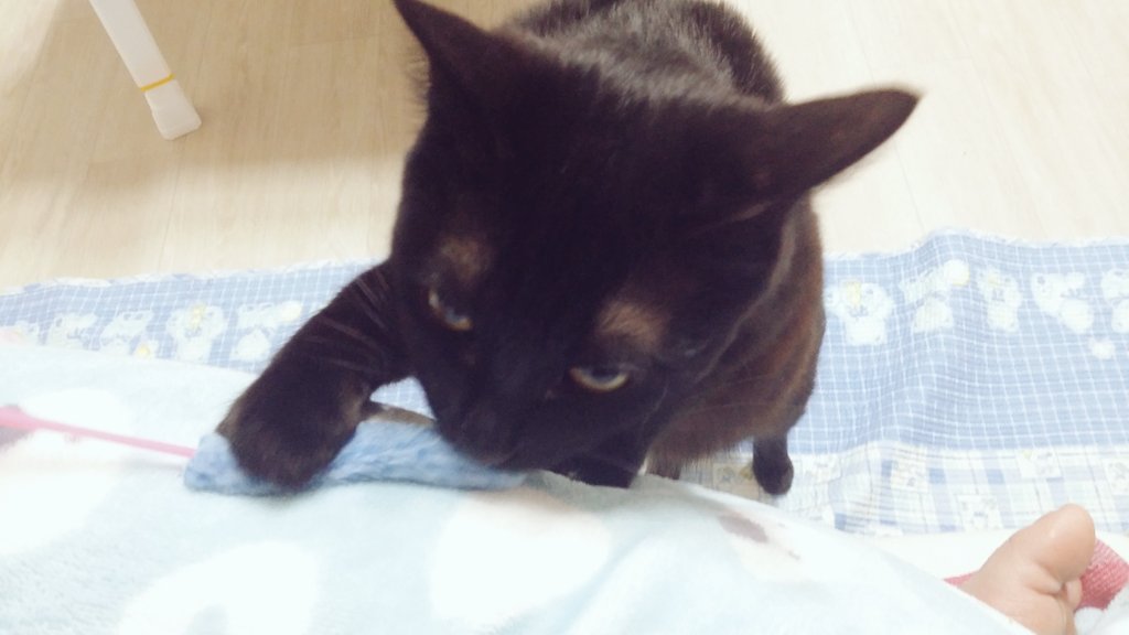 eMwithSHJW's tweet photo. 맹이. 요녀석, 지은 이름따라 간다고 맹이라고 하다가 맹해지면 어쩌냐 했다. 근데 아무래도 맹이는 용맹의 맹인가보다. 잘 놀다가도 소파 밑에 숨어 내 발을 사냥할 타이밍을 노린다. https://t.co/3JLpuAJekt