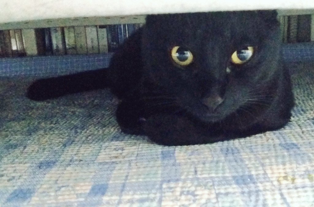 eMwithSHJW's tweet photo. 맹이. 요녀석, 지은 이름따라 간다고 맹이라고 하다가 맹해지면 어쩌냐 했다. 근데 아무래도 맹이는 용맹의 맹인가보다. 잘 놀다가도 소파 밑에 숨어 내 발을 사냥할 타이밍을 노린다. https://t.co/3JLpuAJekt