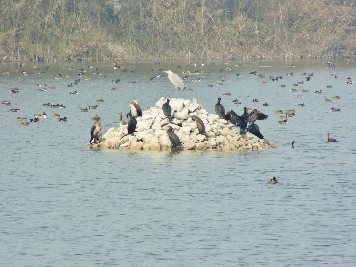 nehaa_sinha's tweet photo. Birdwatching on the #Yamuna (what's left of it): my piece for @LBBDelhi 
https://t.co/h3E9fAQFpM
@orientbirdclub https://t.co/oGXvSYhpVo