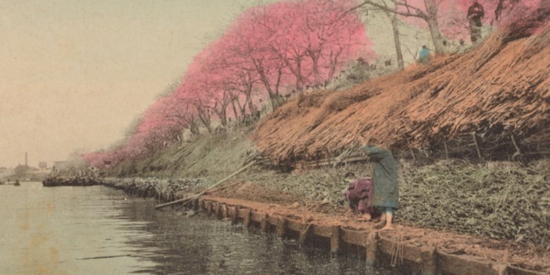 Lo spettacolo di fioritura di #sakura in #Giappone in una vecchia cartolina colorata a mano bit.ly/1S25rcc