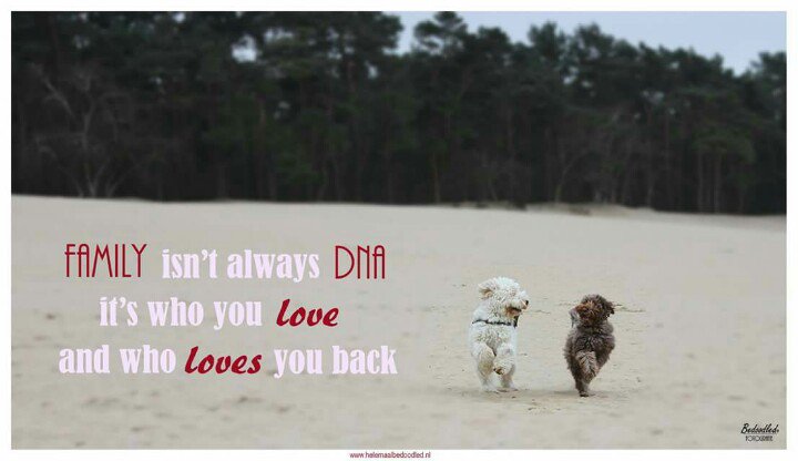 BoekBedoodled's tweet photo. Jij weet de weg hè Twist?
Jazeker volg mij maar broertje!
#Soulbrothers #Bedoodled #labradoodle https://t.co/1di63EzYqR