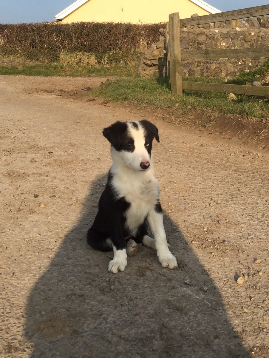 MarcrossFarm's tweet image. 3 Border Collie Pups for sale frm our farm. Vale of Glamorgan. 9 wks old. DM me for more info!