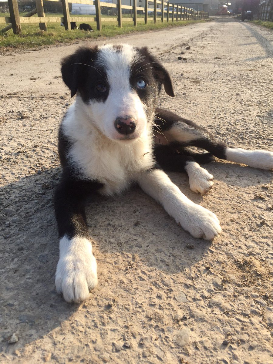 MarcrossFarm's tweet image. 3 Border Collie Pups for sale frm our farm. Vale of Glamorgan. 9 wks old. DM me for more info!