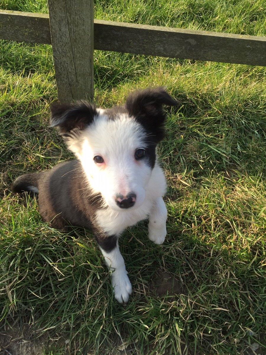 MarcrossFarm's tweet image. 3 Border Collie Pups for sale frm our farm. Vale of Glamorgan. 9 wks old. DM me for more info!