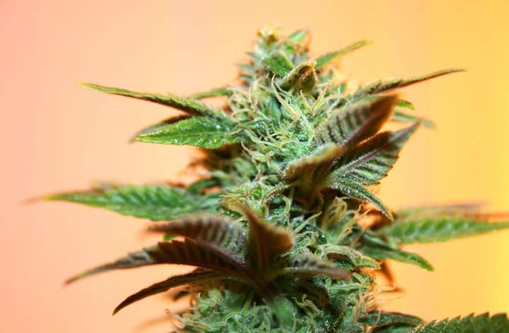 Estiloleon's tweet photo. Fv si te gusta la marihuana 😍😍😍 https://t.co/jQUE79KLPj