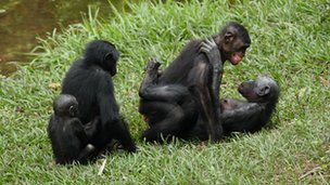 есть ли у обезьян месячные. самка павиана в брачный период. маймун горилла. человекообразные обезьяны гориллы. бонобо обезьяна.