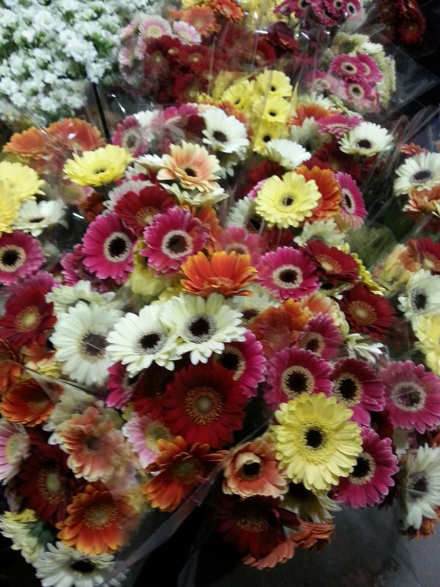 RondaNix's tweet photo. Awesome new piccolini gerbera from @BayviewFlowers @canadablooms. So fun! #piccoliniNA #Canadablooms2016 #sofun! https://t.co/B1d3HoDiPI