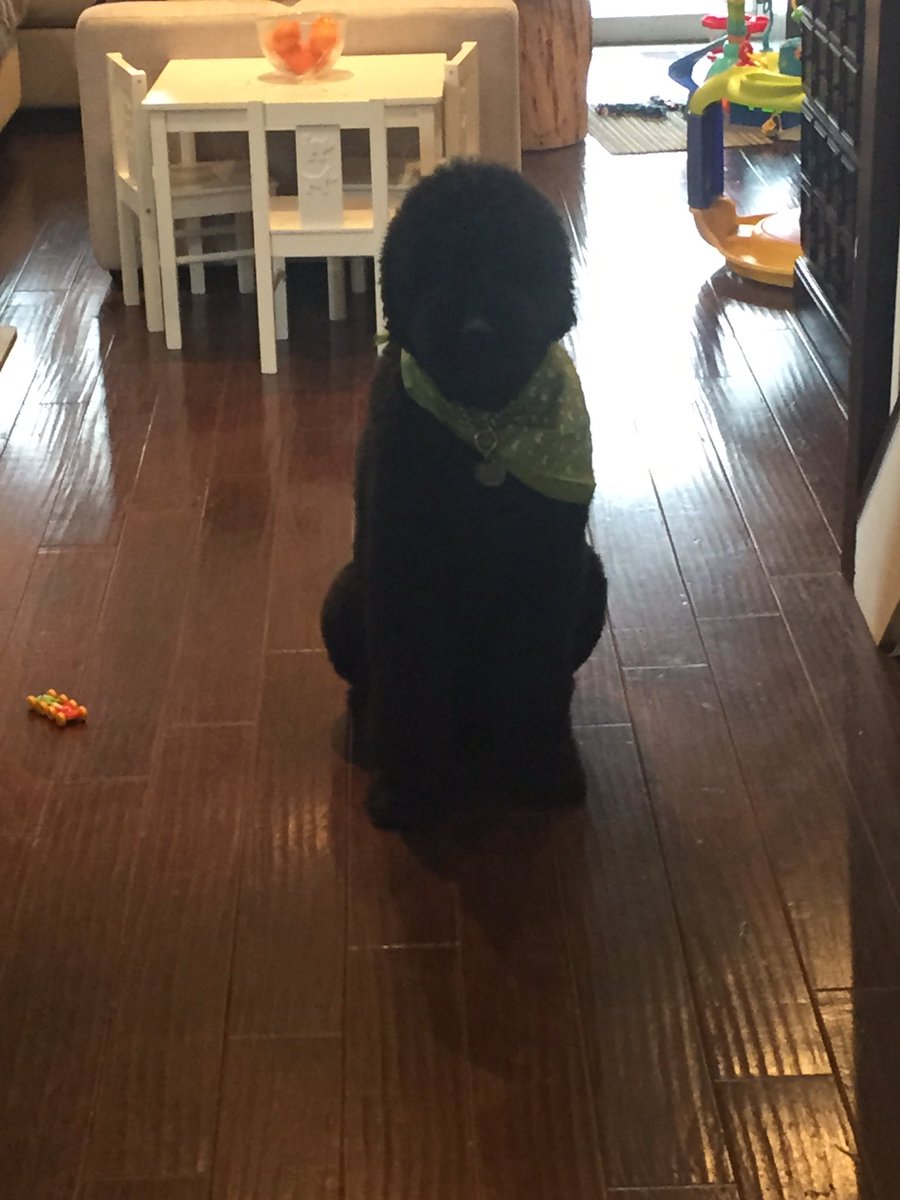 Yurkenbaum's tweet image. I rolled around in dead animal and got a spa treatment. Not exactly a deterrent. #DogsOfTwitter