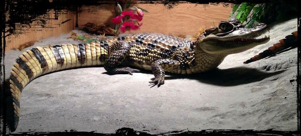 LAReptiles_Uk's tweet photo. Having a quick bask before back in the waters #bubbles #caiman https://t.co/WCufGJJvOo