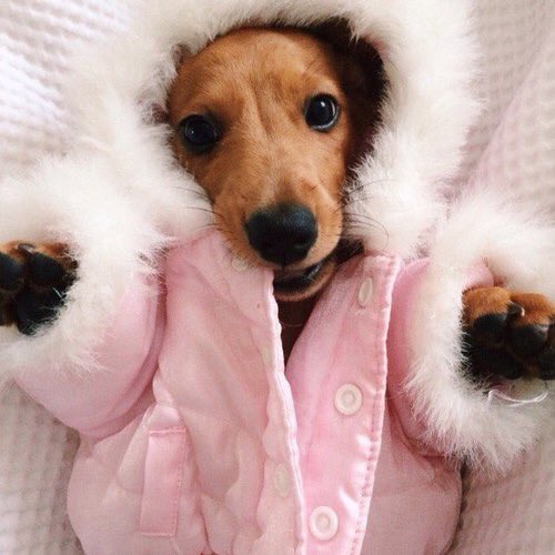 aesthetic animals (@aestheticanimal) / Twitter aesthetic animals (@aestheticanimal) / Twitter