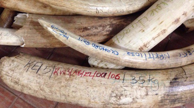 itvnews's tweet image. Exclusive: Prince William on trophy hunting and poaching links to terrorism #StopSlaughter bit.ly/1YWwY1w